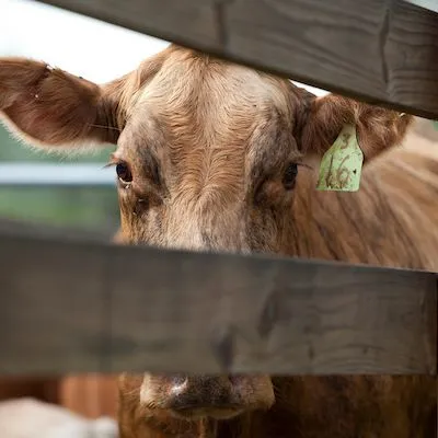 thumbnail for publication: Effect of Anovulation and Subclinical Endometritis on Fertility of Lactating Dairy Cows: Why Are Dairy Cows Not Getting Pregnant—Lack of Cyclicity, Uterine Disease, or Both?